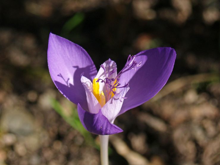 Crocus Banat