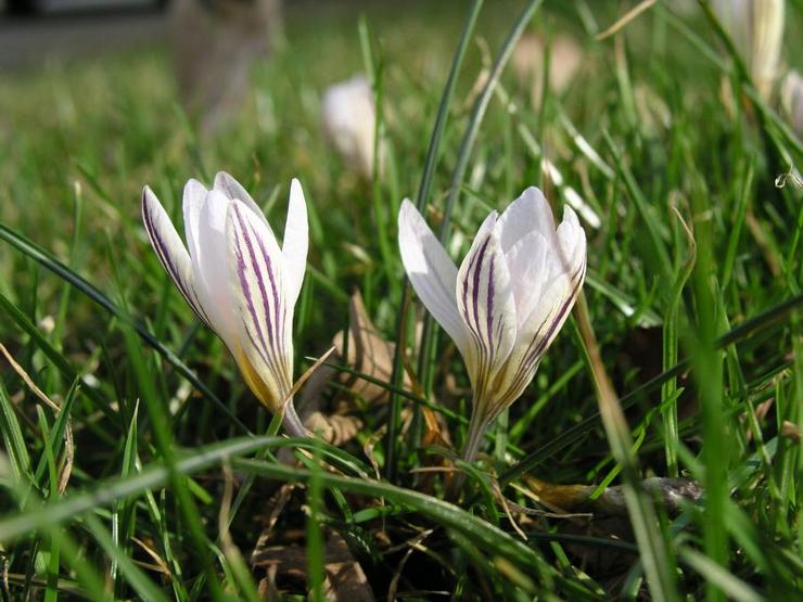 Crocus à deux fleurs