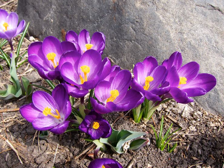 Crocus ravageurs et maladies