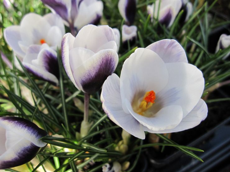 Crocus Chrysanthus