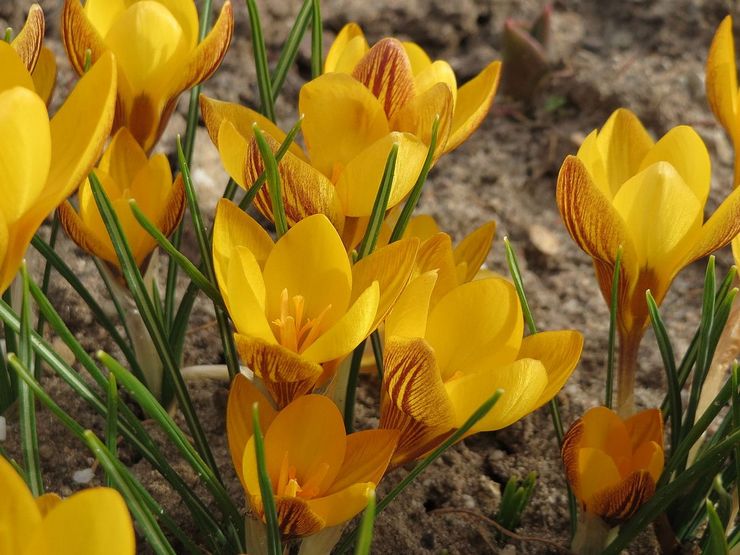 Crocus doré