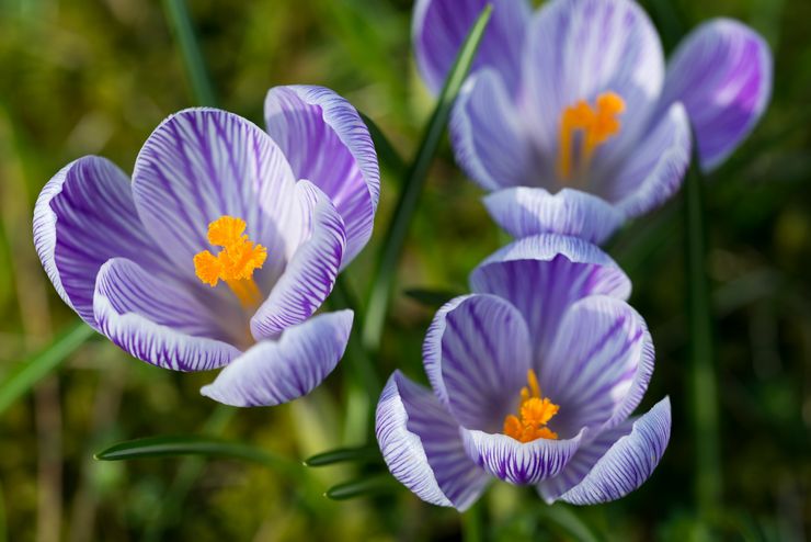 Crocus