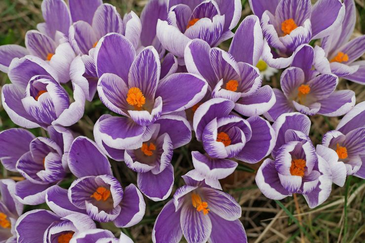 Crocus à grandes fleurs ou hybrides hollandais