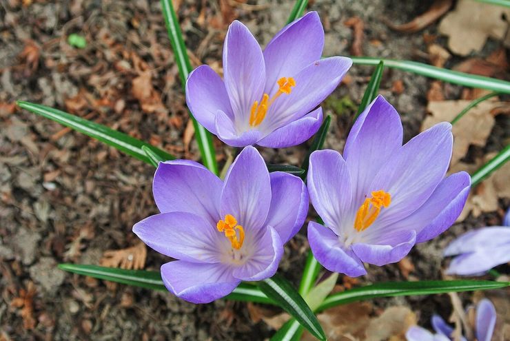 Description du crocus