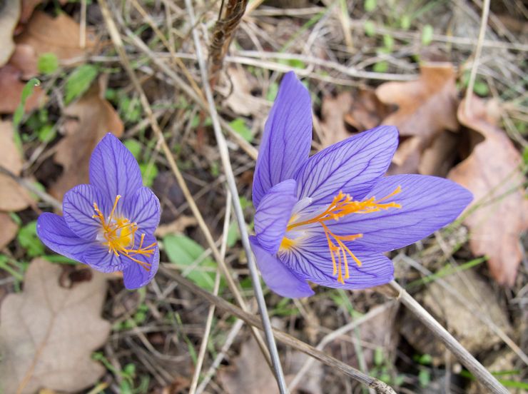 Crocus mignon