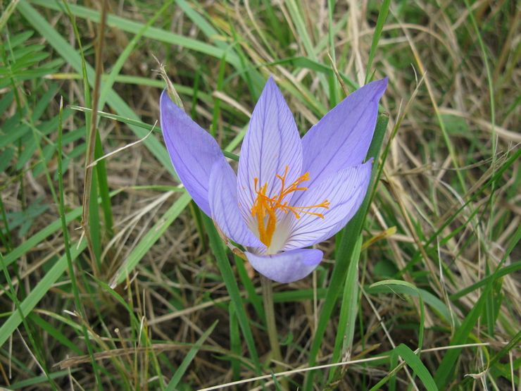 Crocus charmant