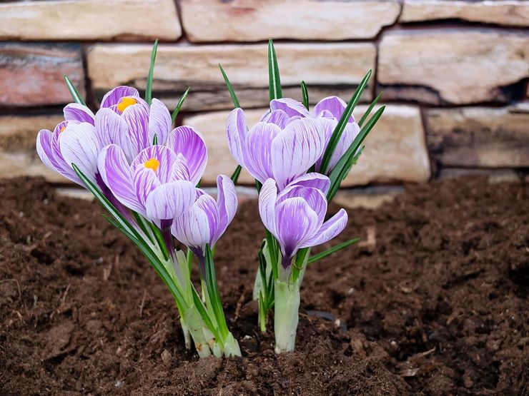 Soins Crocus dans le jardin