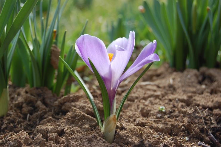 Crocus de printemps