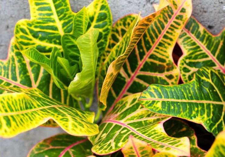 Croton Excellent