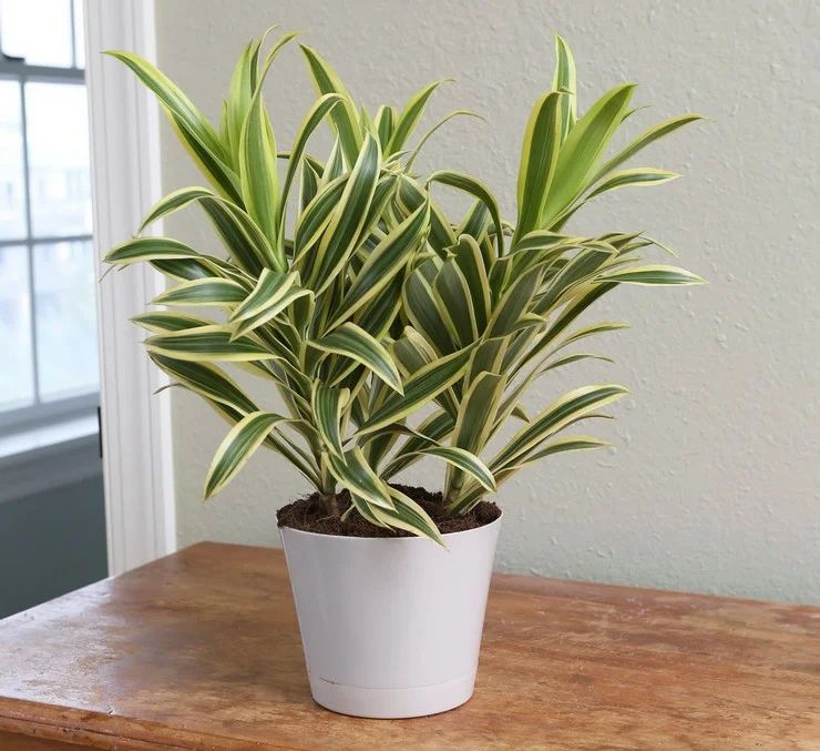 Dracaena parfumé