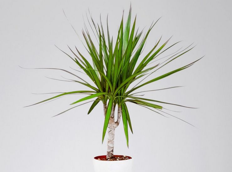 Dracaena bordé