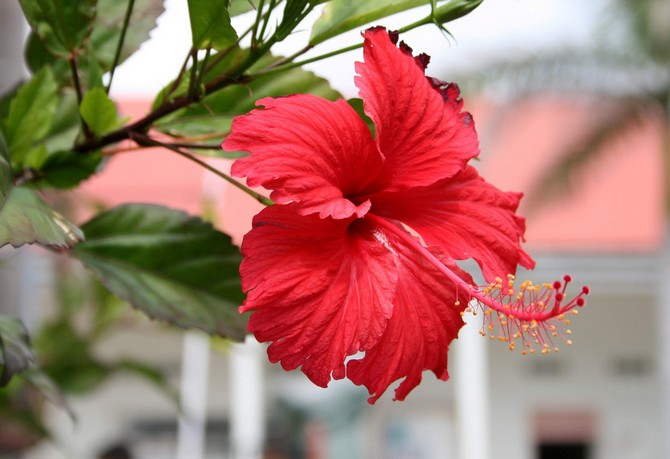 Hibiscus d'intérieur - soins à domicile. Taille et replantation. La reproduction. Fertilisation et arrosage