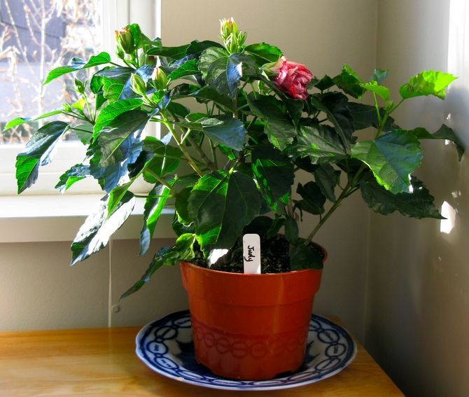 Prendre soin de l'hibiscus d'intérieur à la maison