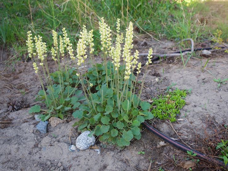 Heuchera cylindrique