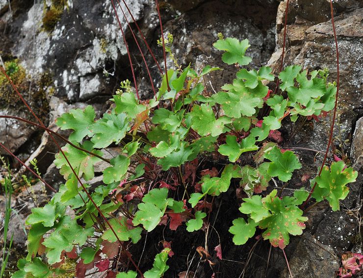 Groseille à maquereau Heuchera