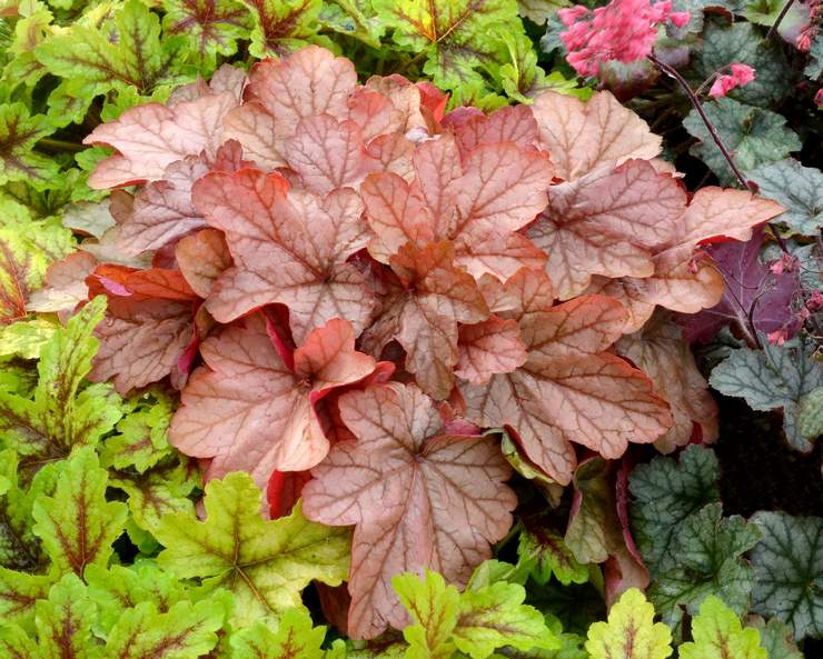 Hybride Heuchera