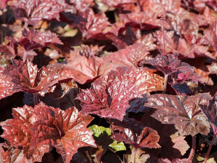 Heuchera à petites fleurs