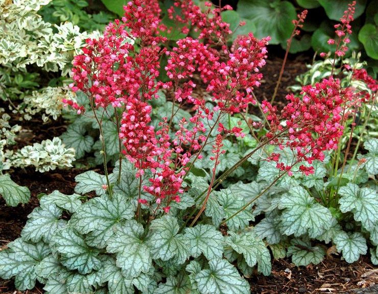 Description de Heuchera