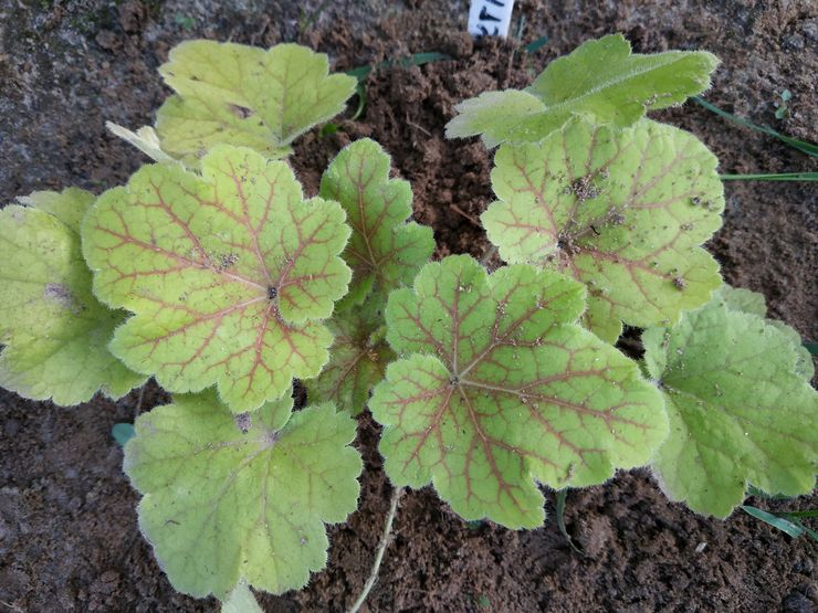 Planter Heuchera en pleine terre