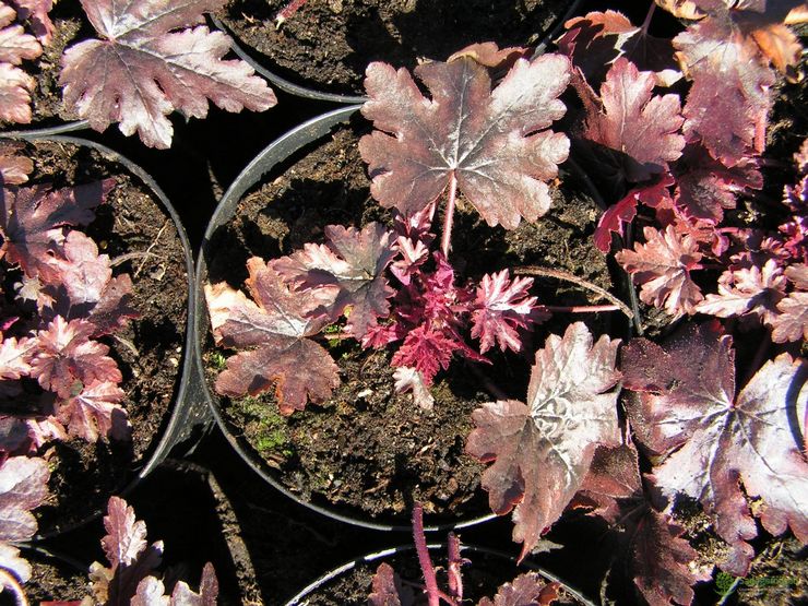 Méthodes d'élevage pour heuchera