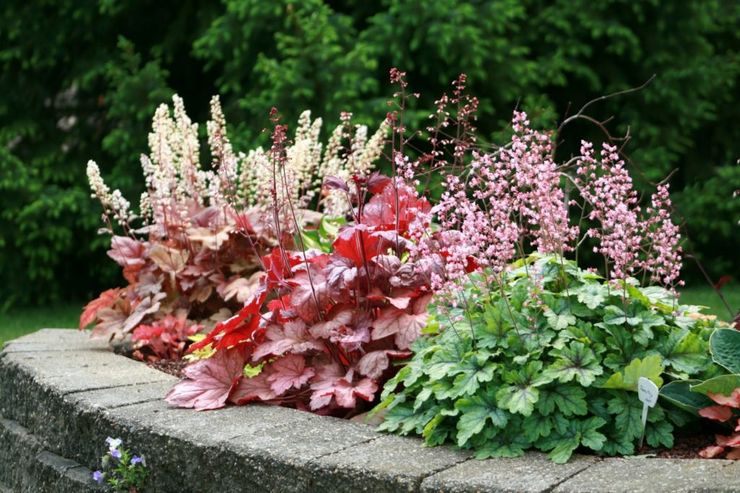 Soins Geyhera dans le jardin