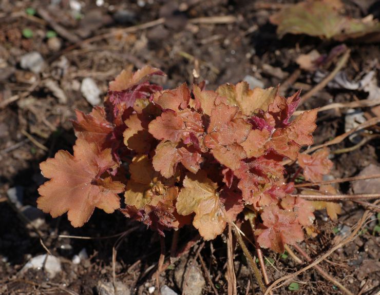 Heuchera poilu