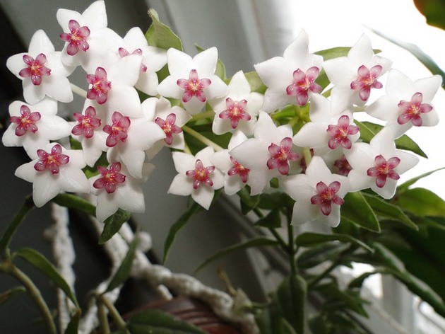 Le bain non seulement durcit parfaitement la plante, mais accélère également la période de floraison.