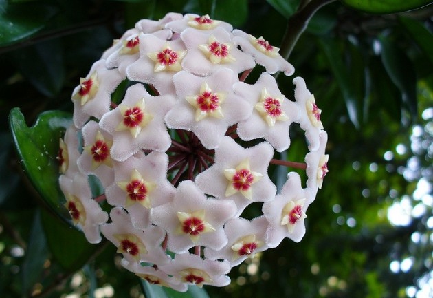 Hoya. Lierre de cire