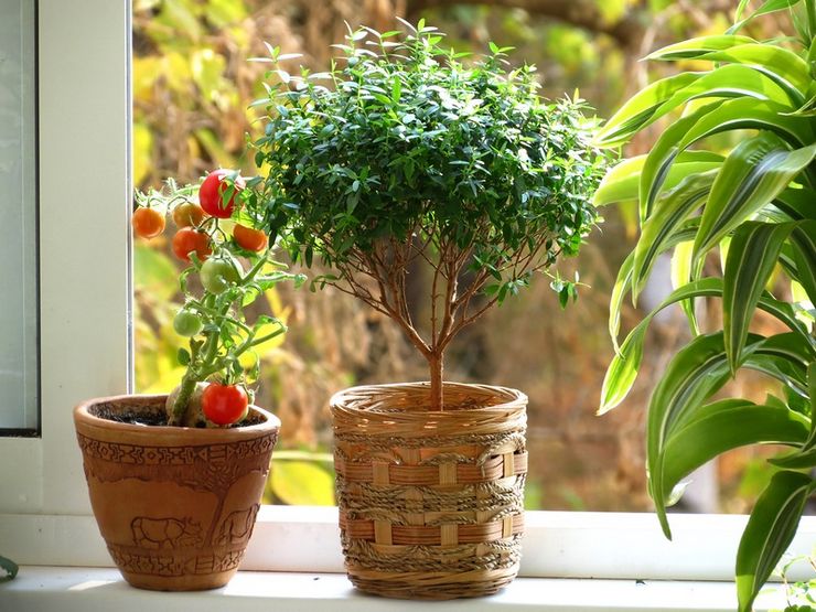 Prendre soin du myrte à la maison