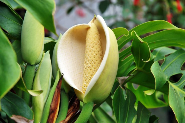 Monstera en fleurs