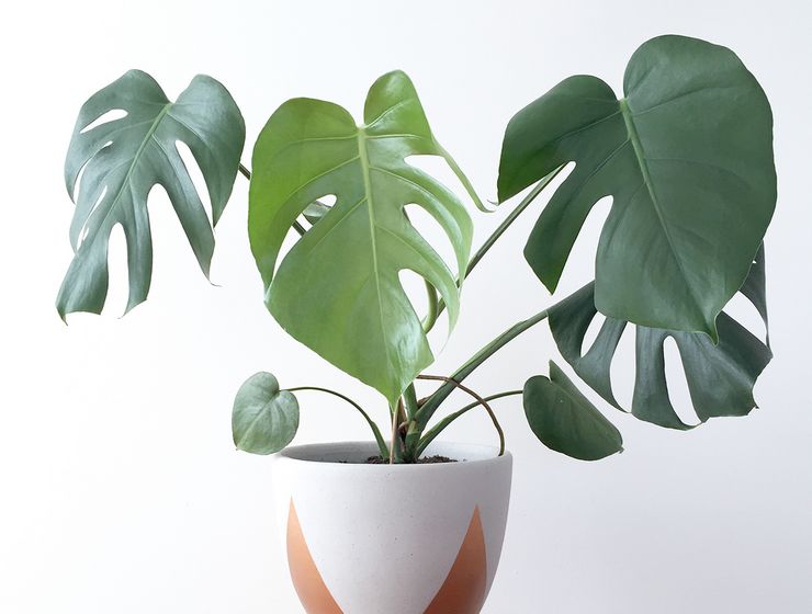 Caractéristiques de la greffe de monstera