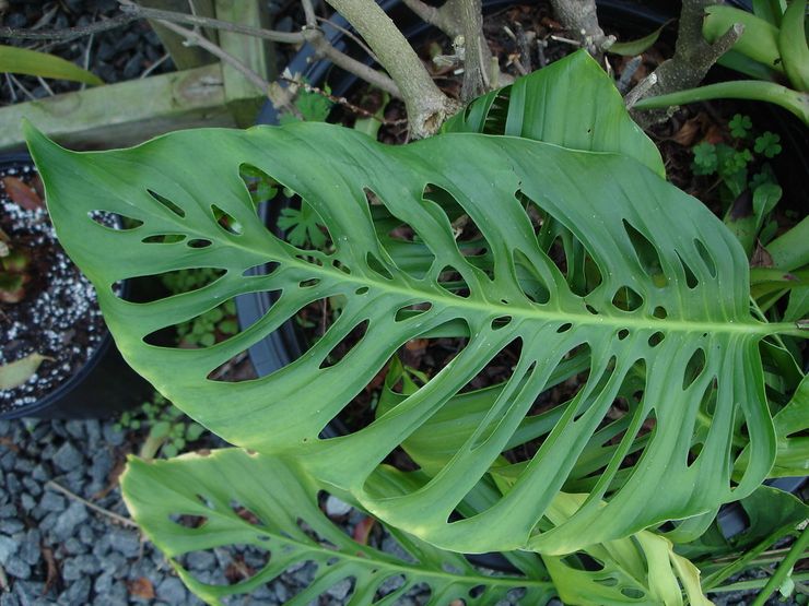 Monstera frappé