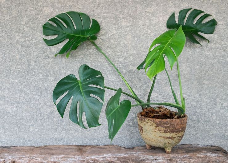 Règles de base pour la culture de monstera