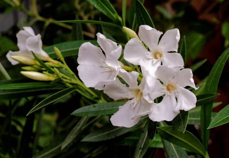 Laurier-rose blanc