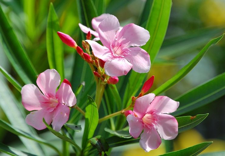 Floraison de laurier-rose