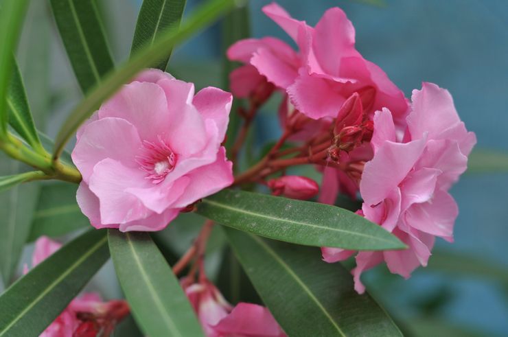 Caractéristiques du laurier-rose