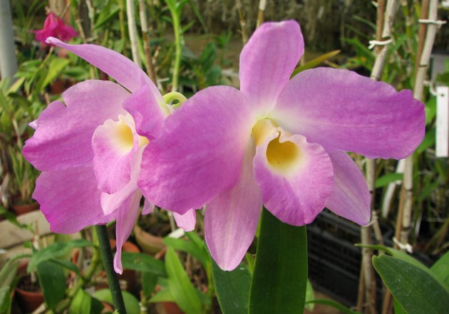 Il est très important de choisir le bon endroit pour l'orchidée.