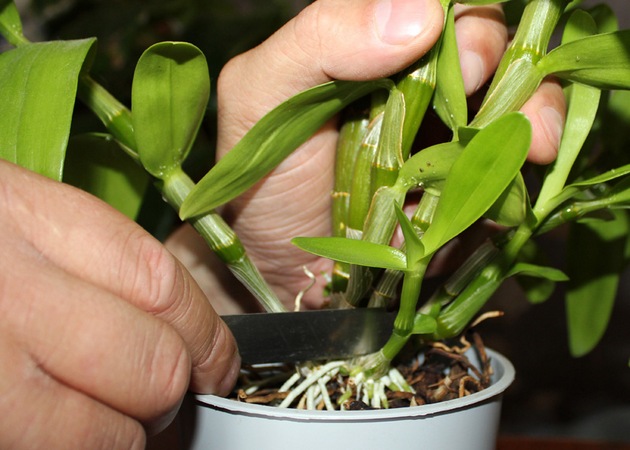 Le top dressing est une condition préalable à la conservation de l'orchidée nobile.