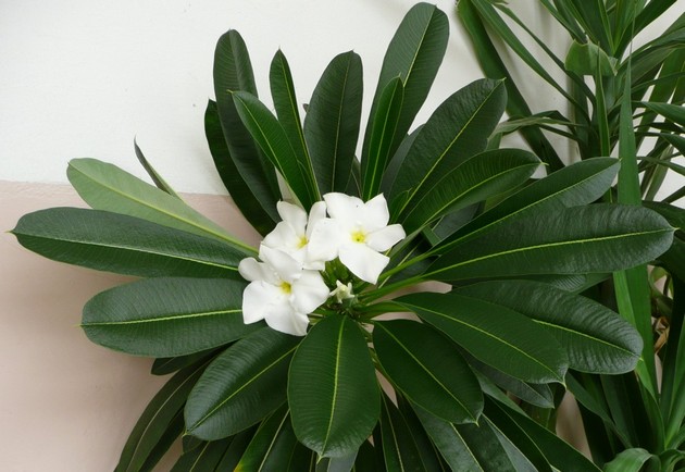 Pour un bon entretien dans 6-7 ans, le pachypodium vous récompensera par sa floraison