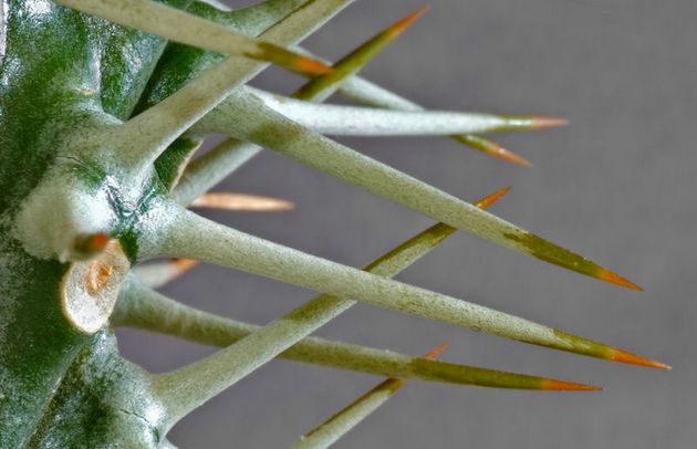 Chers parents, le jus de pachypodium est toxique!