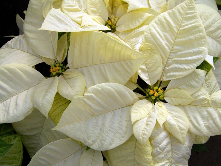 Poinsettia blanc