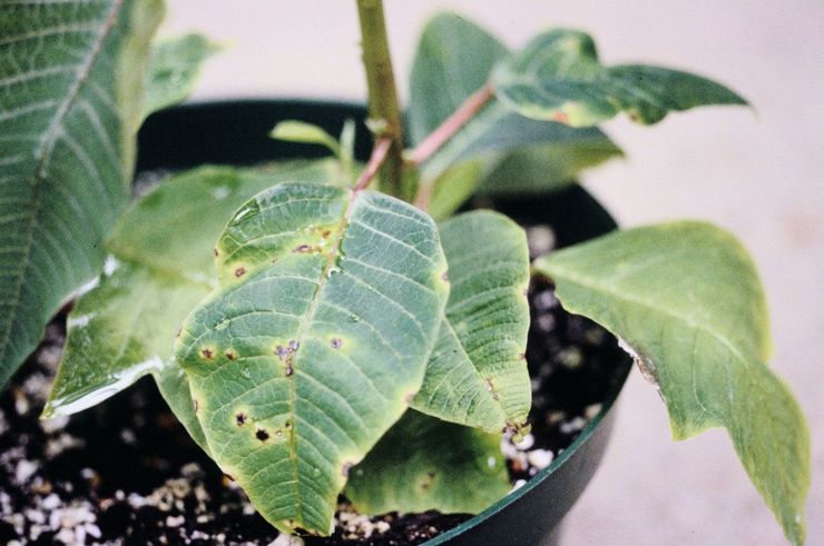 Maladies et ravageurs du poinsettia