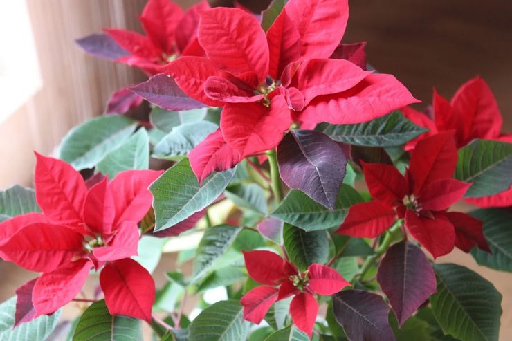 Poinsettia en fleurs