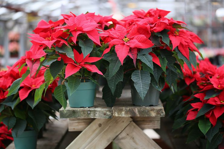 Poinsettia rouge