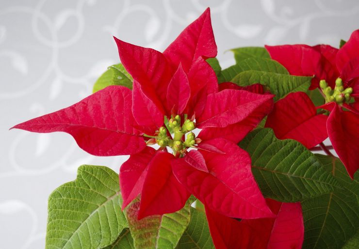 Description du poinsettia