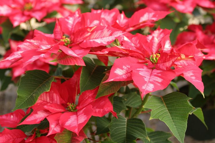 Poinsettia panaché