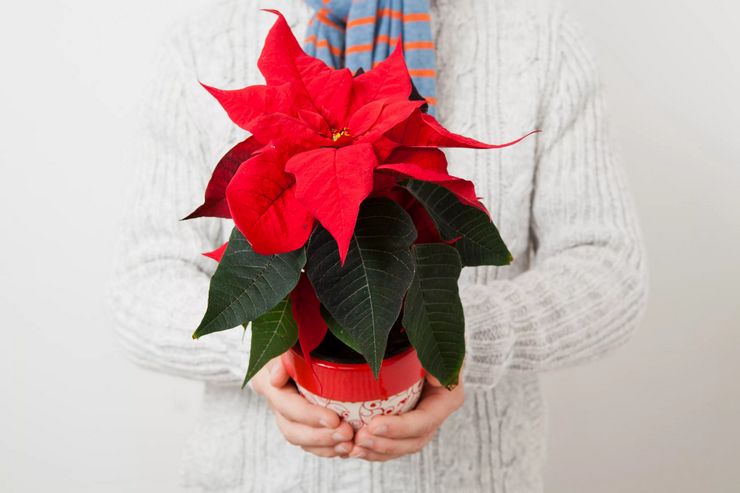 Acheter du poinsettia