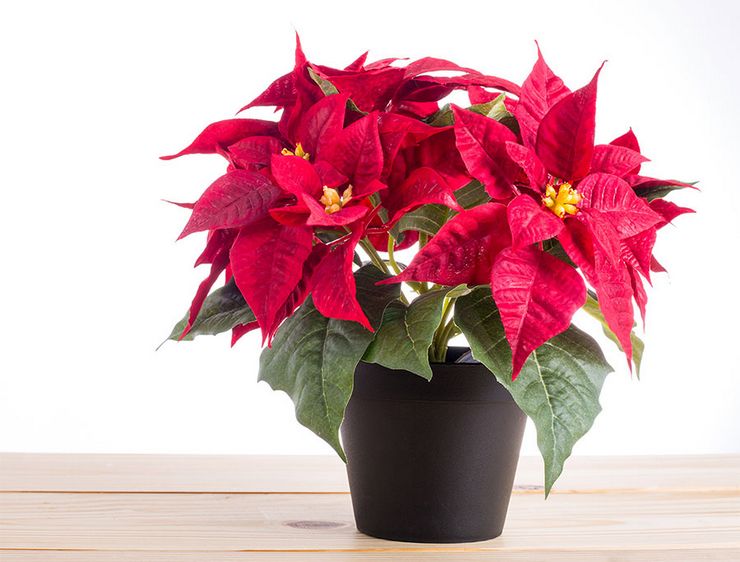 Poinsettia (étoile de Noël)