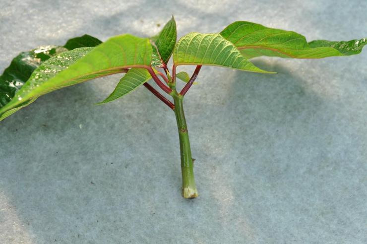 Reproduction de poinsettia