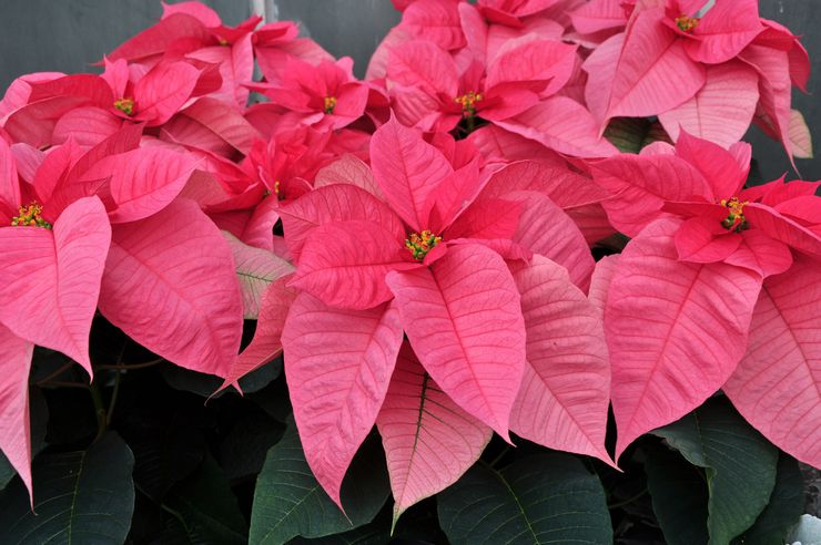 Poinsettia rose